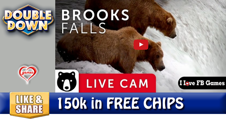 bear-live-cam-2