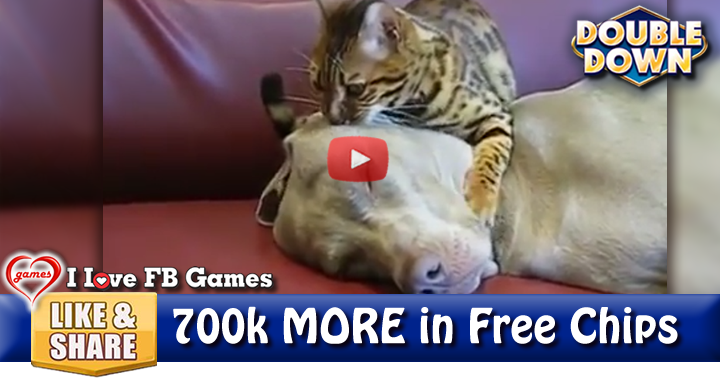cat-whispers-2