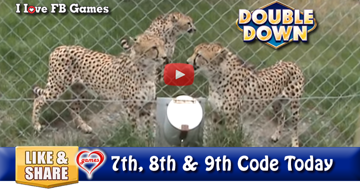 cheetah-meows-2