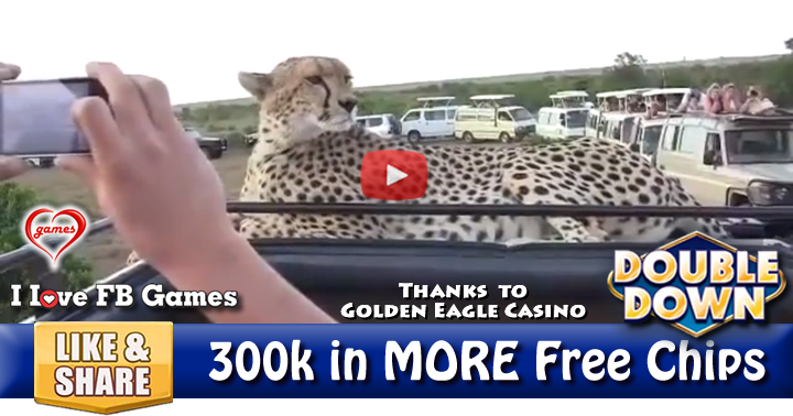 cheetah-model-2