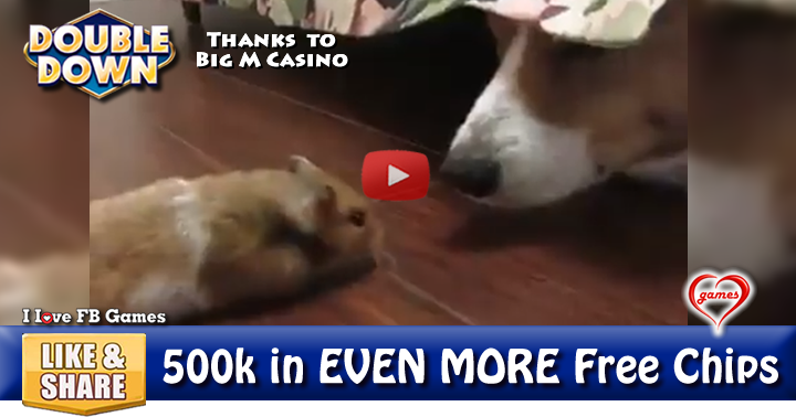 corgi-seek-2