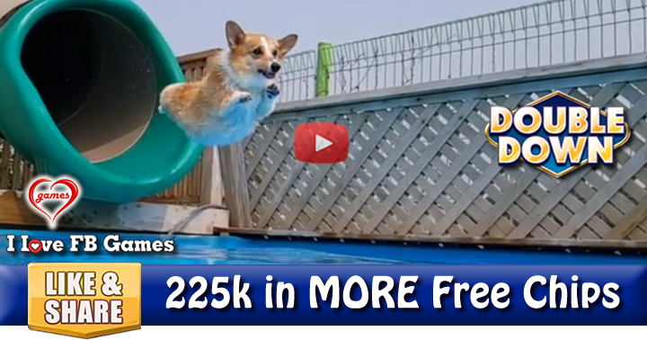 corgi-slide-2