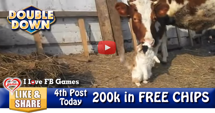 cow-and-cat-2
