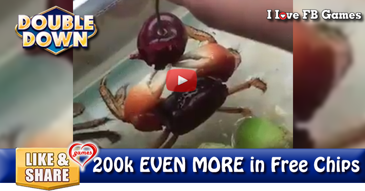 crab-eats-cherry-2