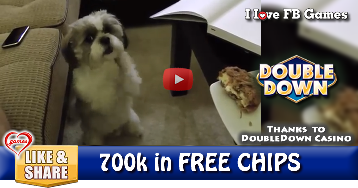 dog-cute-beg-3