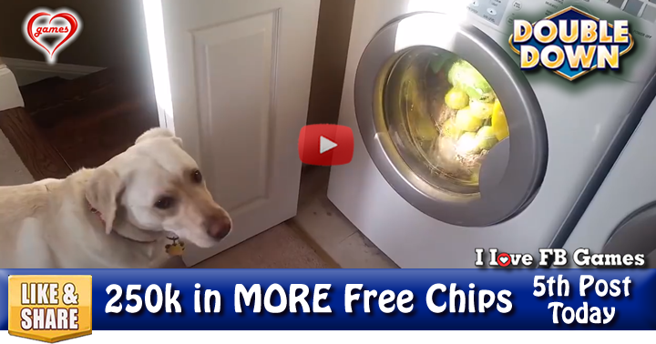 dog-laundry-3