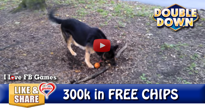 dog-tree-root-2