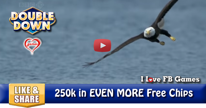 eagle-frenzy-2