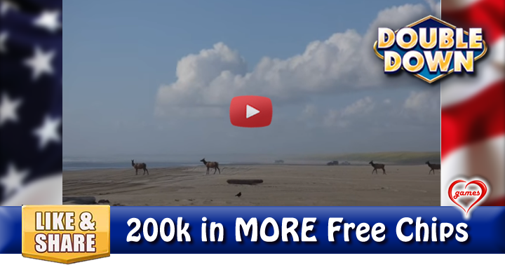 elk-beach-2