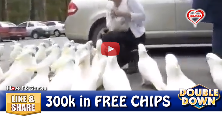 feeding-cockatoos-2