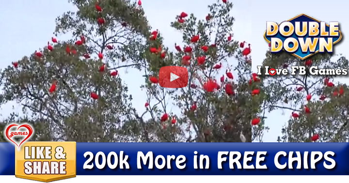 flamingo-tree-2