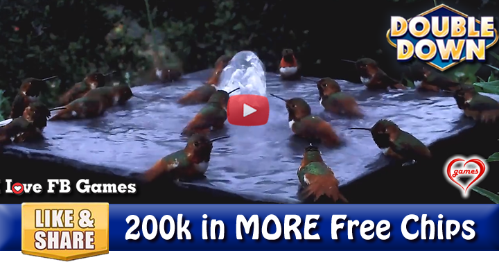 hummingbird-pool-2