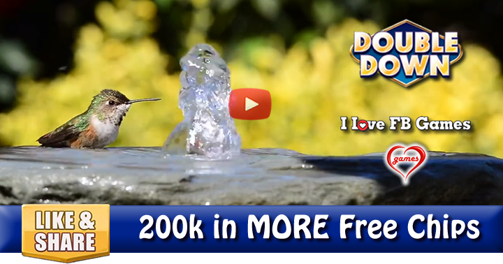 hummingbird-slo-mo-3