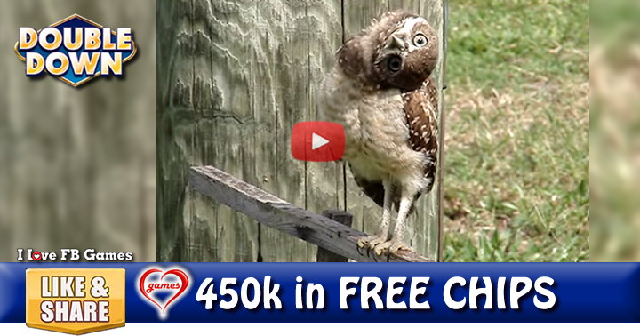 owl-tilt-2