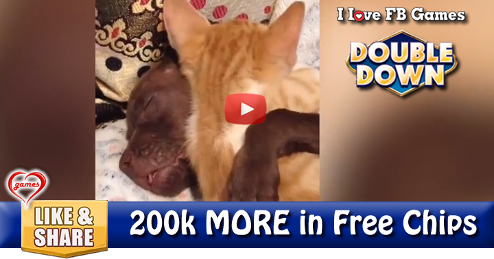 puppy-kit-love-2