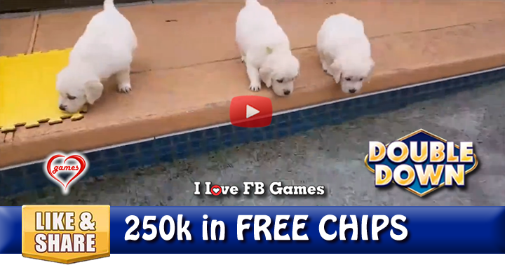 puppy-pool-2