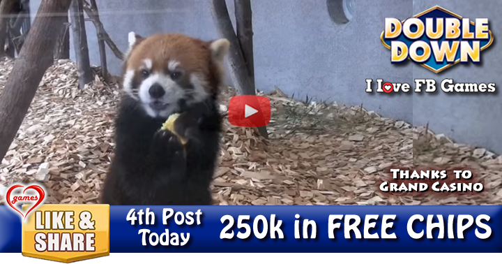 red-panda-apples-2