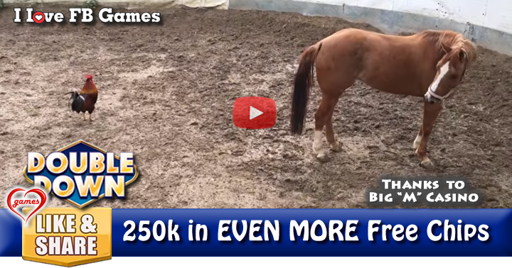 rooster-horse-2