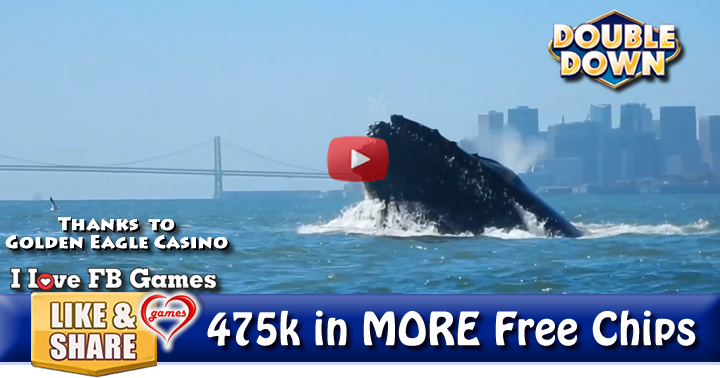 san-fran-whale-feast-2