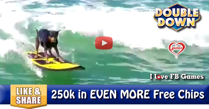 surf-dogs-2