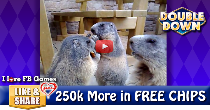 woodchucks-2