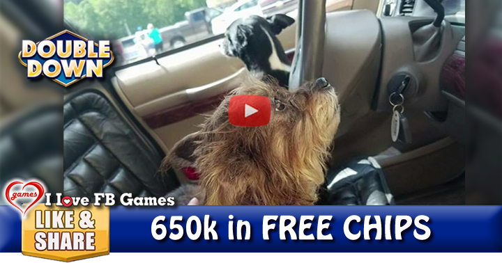 2-dogs-driving-2