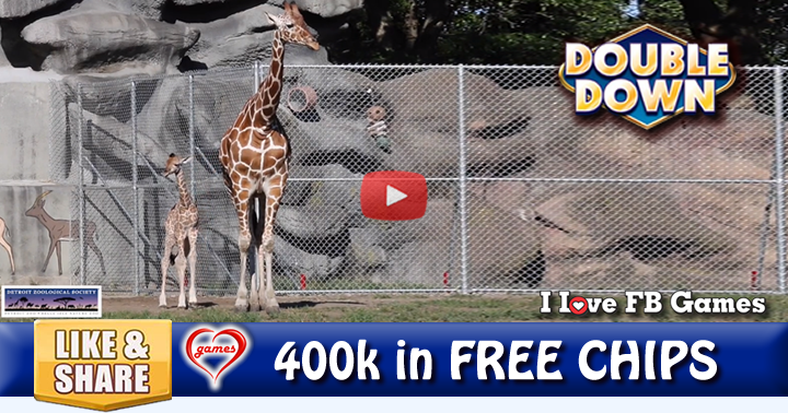 baby-giraffe-2