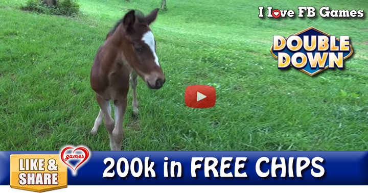 baby-horse-2