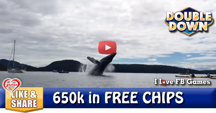 close-whale-3