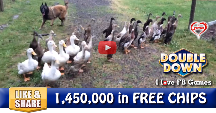 duck-herder-2