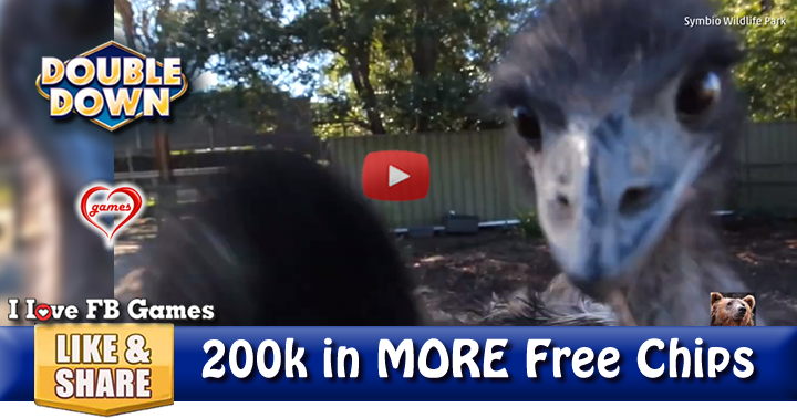 emu-attack-2