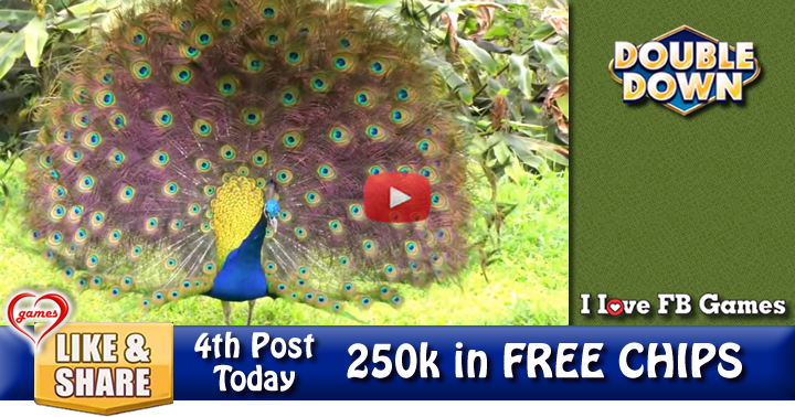 hawaiian-peacock-2