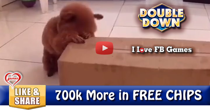 puppy-hide-seek-2