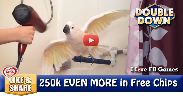spa-cockatoo-2