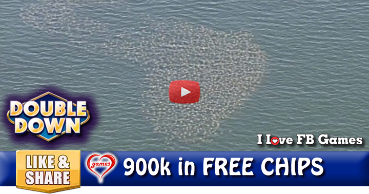 stingrays-2