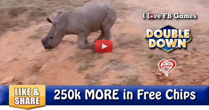 walking-rhino-2
